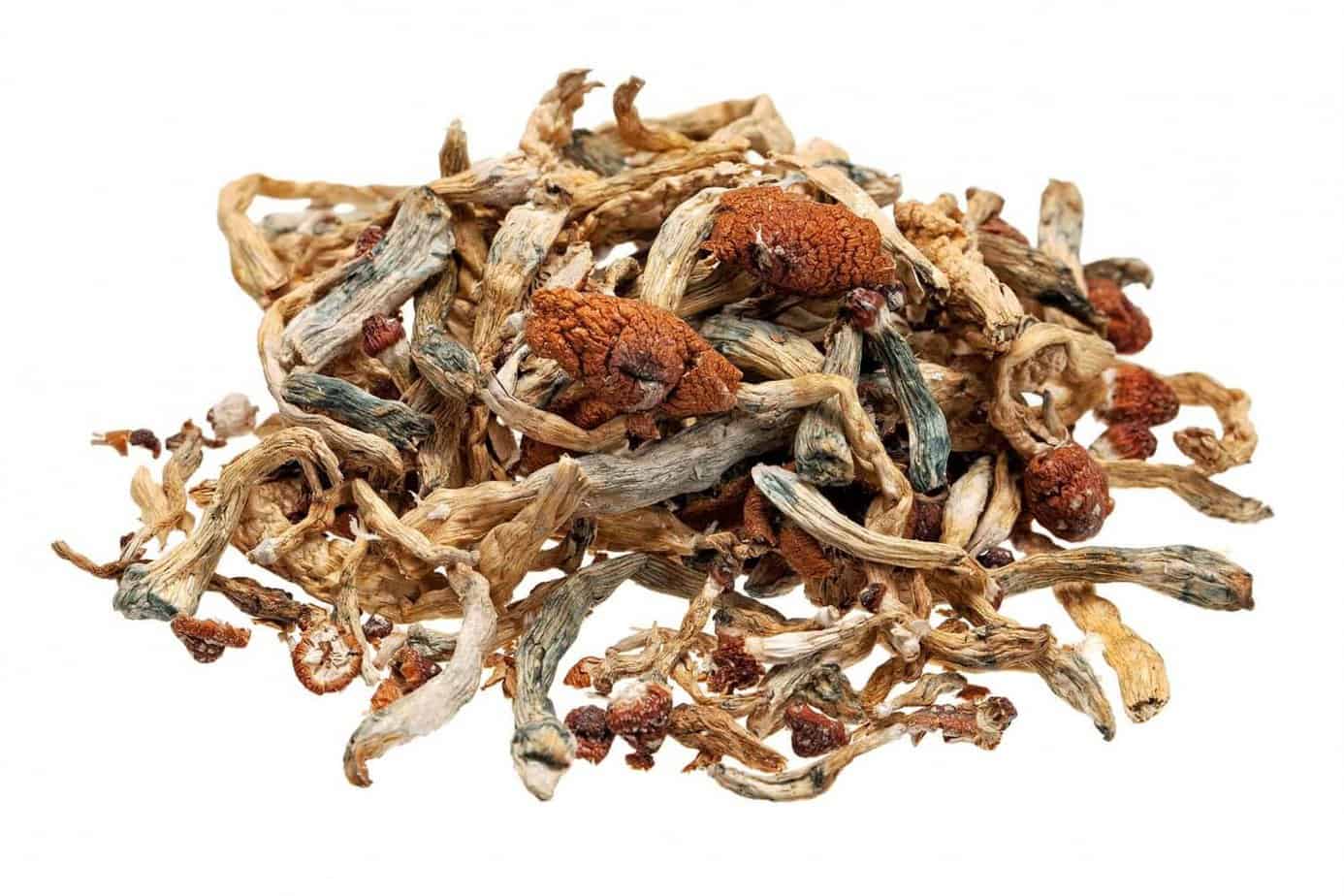 Setas secas deshidratadas