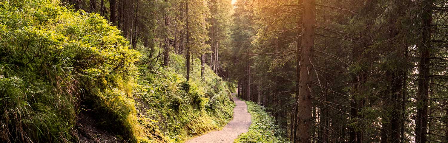 sunlit trail in thick forest